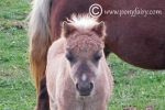 foal