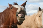 funny-horse