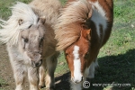 mini-pony