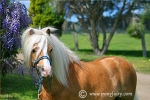my-little-pony-2