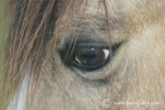 pony-photo