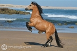 pretty-pony