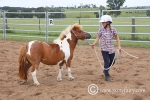 shetland-pony