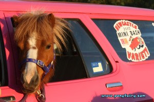 Pony in car