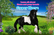Gypsy Breed